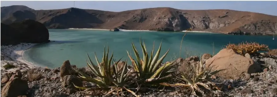 Fotografía panorámica de una bahía con agua turquesa rodeada de colinas áridas y matorrales, paisaje costero del noroeste de México.