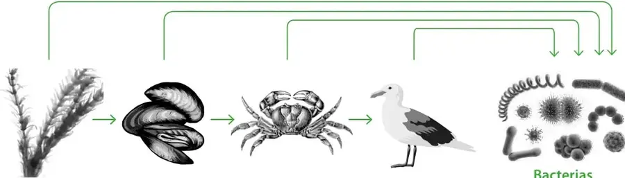 Ilustración de la cadena alimentaria: alga verde a la izquierda, seguida de dos choritos, un cangrejo, una gaviota y un grupo de bacterias con formas de bacilos, cocos y espirilos. Flechas verdes rectas unen los organismos y tres flechas curvas descienden desde todos ellos hacia las bacterias.