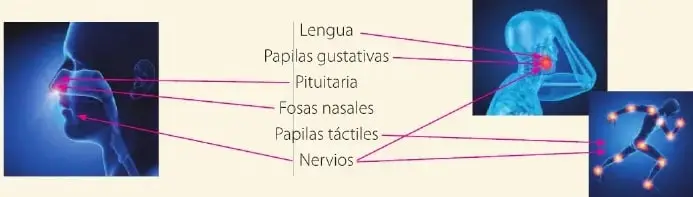 Ilustraciones de la cabeza, el cerebro y los nervios relacionadas con los órganos de los sentidos.