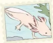 Ilustración de un ajolote (axolotl) rosado nadando entre plantas acuáticas.