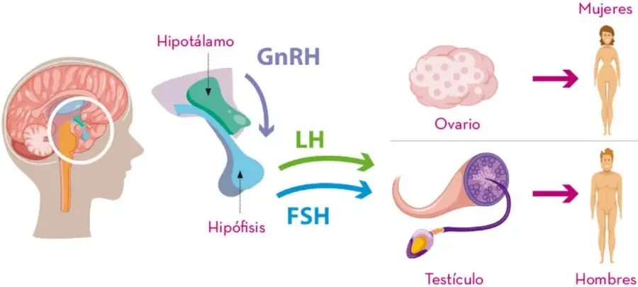 Esquema del eje hipotálamo-hipófisis-gónadas: el hipotálamo libera GnRH, la hipófisis secreta FSH y LH, que actúan sobre ovario y testículo, produciendo hormonas sexuales que diferencian a mujeres y hombres.