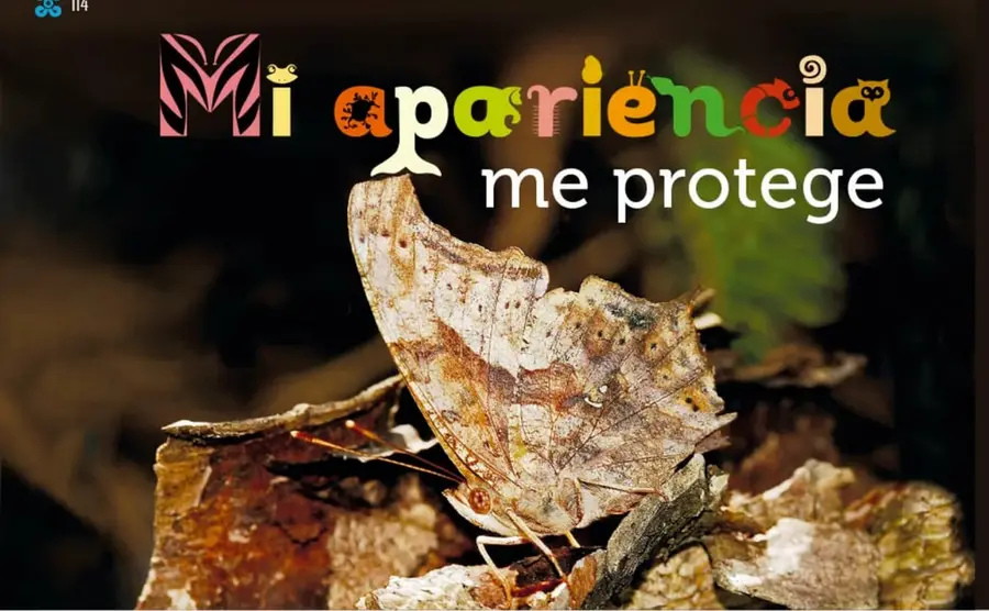 Fotografía de una mariposa con alas color café jaspeado que se confunden con hojas secas y corteza, ilustrando el camuflaje.