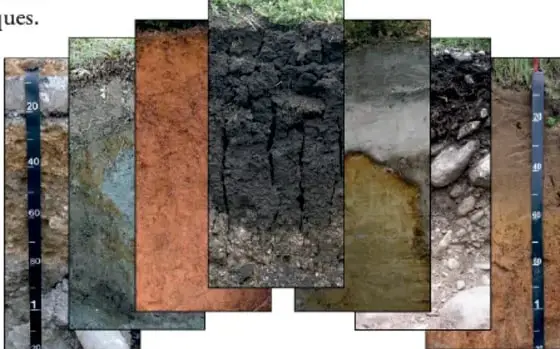Fotografía de varios perfiles de suelo con escalas métricas, que muestran diferencias de color y textura entre horizontes.