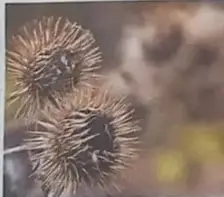 Fotografía de bardana con sus frutos con ganchos.