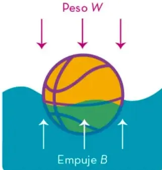 Esquema de una pelota sumergida parcialmente en agua. Flechas moradas hacia abajo indican el peso W y flechas blancas hacia arriba indican el empuje B.