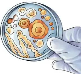 Ilustración de una placa de Petri con colonias de microorganismos de distintos colores sostenida por una mano con guante. Crédito: Lavinia Cabrera Sandoval, TABASCO.