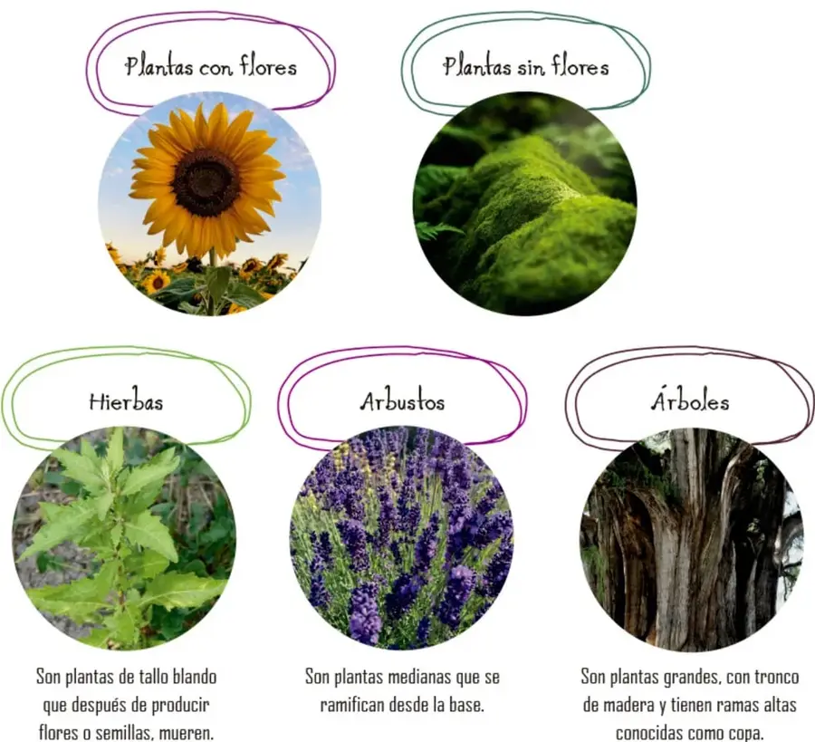 Círculos fotográficos: un girasol (planta con flores), musgo verde (planta sin flores), hierba de hojas dentadas, flores moradas de lavanda y tronco rugoso de árbol.