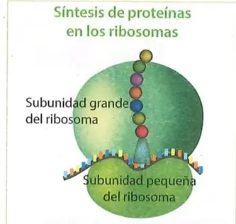 Figura 3 de Ciencias Naturales 9° · 2025