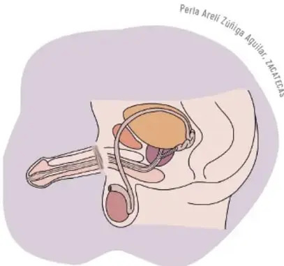Esquema en corte lateral del aparato reproductor masculino con órganos internos y externos sin rotular.