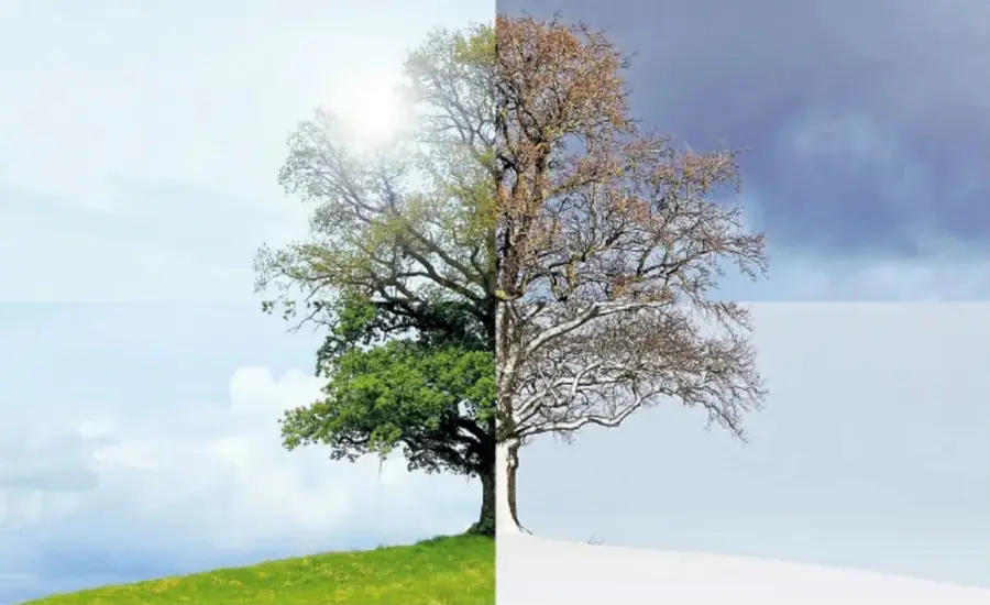 Fotografía dividida de un árbol en dos épocas: la mitad izquierda con hojas verdes bajo cielo azul con sol (verano o primavera) y la mitad derecha sin hojas bajo cielo gris con piso de nieve (invierno), mostrando el paso del tiempo.