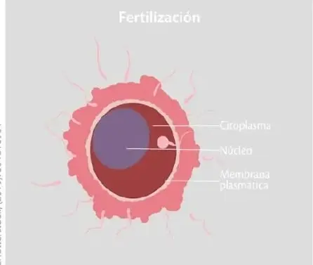 Figura 4 de Ciencias Naturales 6° · Egb 6 Ciencias Naturales 2025 · 2025