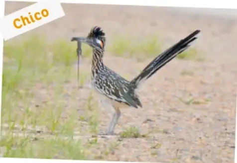 Fotografía del correcaminos chico (tropical) parado en el suelo con un insecto o lagartija colgando del pico, con etiqueta «Chico».