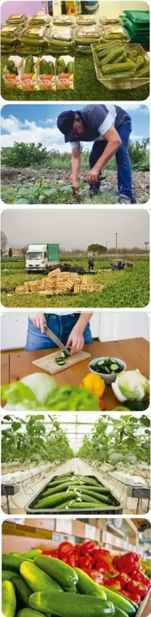 Pepinos empacados en cajas y bolsas listos para su distribución.