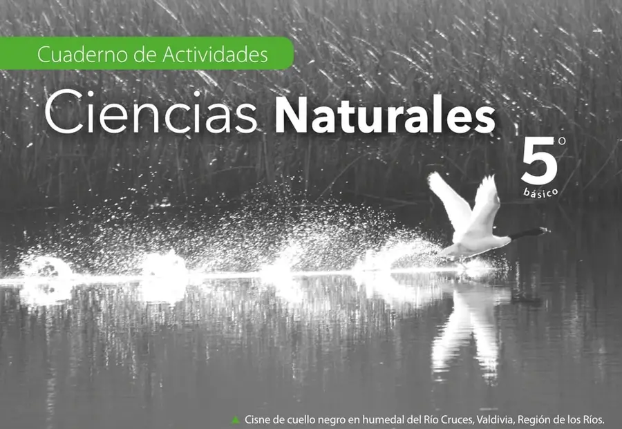 Fotografía en blanco y negro de un cisne de cuello negro batiendo las alas y levantando agua sobre un humedal; al fondo cañas y juncos. Sobre la imagen se lee 'Cuaderno de Actividades' en una etiqueta verde y el título 'Ciencias Naturales' en blanco, con '5° básico' al costado derecho.