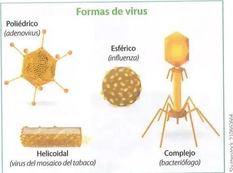 Figura 2 de Ciencias Naturales 8° · Egb 8 Ciencias Naturales 2025 · 2025