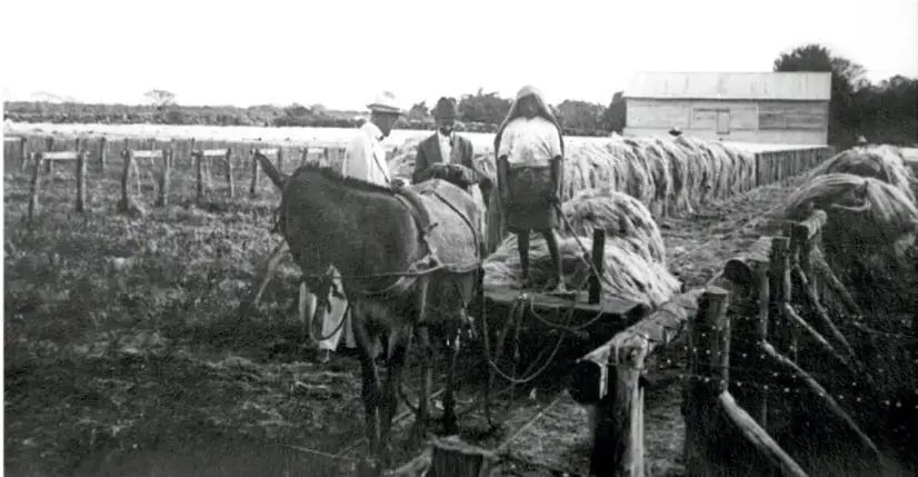 Fotografía en blanco y negro de campesinos trabajando en el campo con caballos y carretas, probablemente en una hacienda durante el Porfiriato.