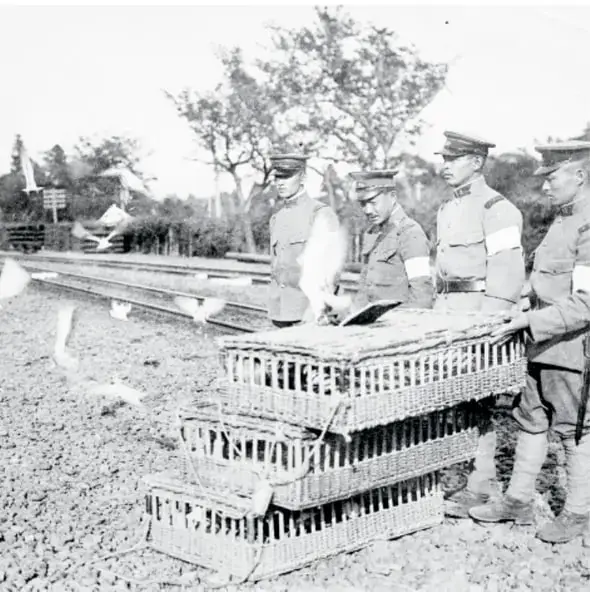 Fotografía antigua en blanco y negro de soldados con uniforme y cruces blancas junto a jaulas apiladas de palomas mensajeras, al aire libre.