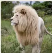 Afiche titulado «Masa de grandes felinos» con cinco fotografías en fila: león blanco, tigre siberiano, tigre de Bengala, ligre y puma, cada una con su masa en kilogramos.