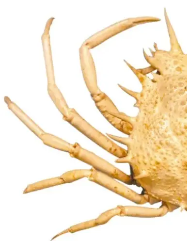 Fotografía de un animal marino con muchas patas largas y delgadas (cangrejo o araña de mar), con apéndices distribuidos de forma simétrica.