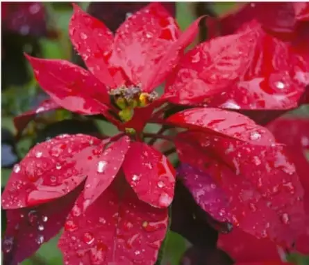 Fotografía de una flor de Nochebuena (cuetlaxóchitl) con pétalos rojos y gotas de agua, ejemplo de simetría axial.