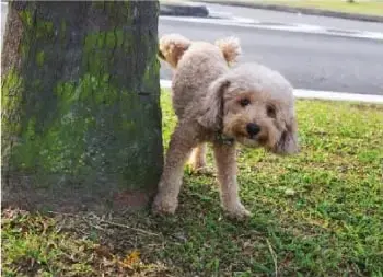 Perro macho que marca un tronco para señalar su territorio.