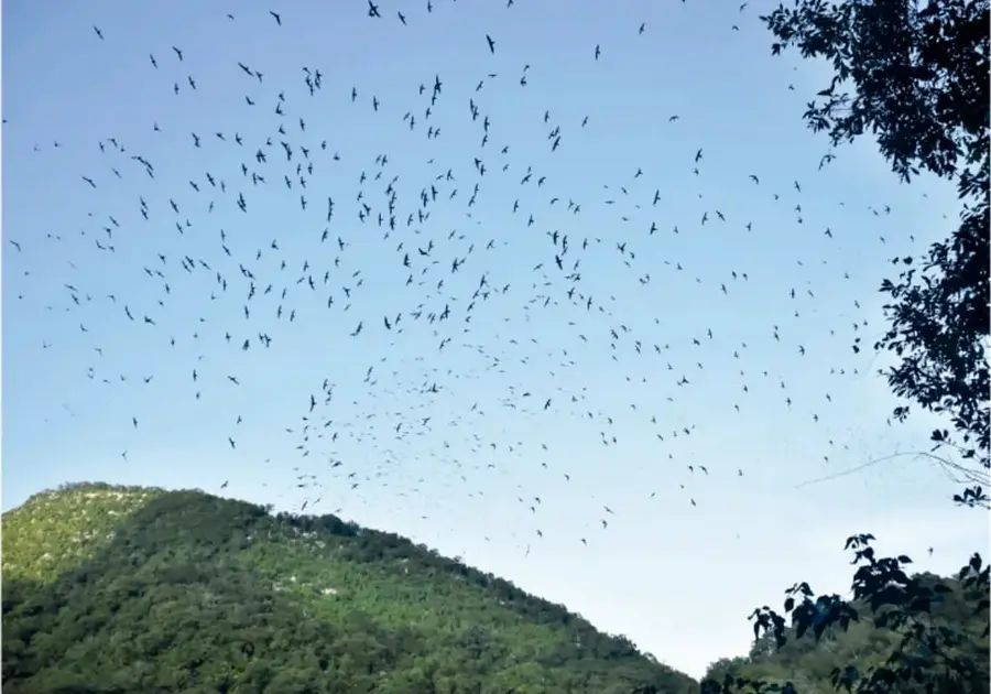 Fotografía de una gran bandada de aves volando en el cielo sobre una colina boscosa al amanecer.