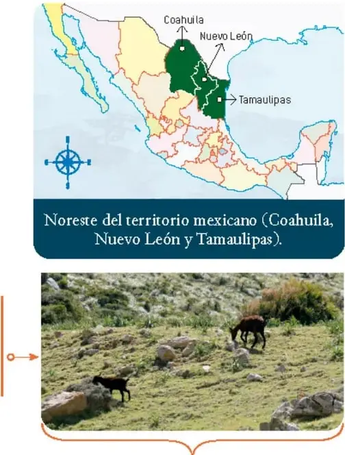 Fotografía de cabras pastando en un monte semidesértico.