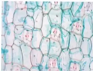 Figura 4 de Ciencias Naturales 10° · 2025