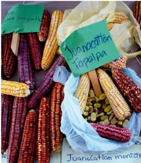 Fotografía de mazorcas de maíz de distintos colores (rojo, morado, amarillo, blanco) con carteles que dicen 'Soyatla' y 'Juchitlán / Tapalpa', junto a bolsas con frijoles y granos, representando la diversidad de semillas intercambiadas entre pueblos.