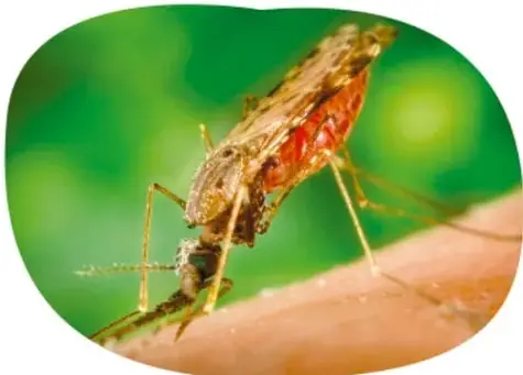 Fotografía de un mosquito Aedes aegypti alimentándose de sangre sobre la piel, identificado como vector del dengue.
