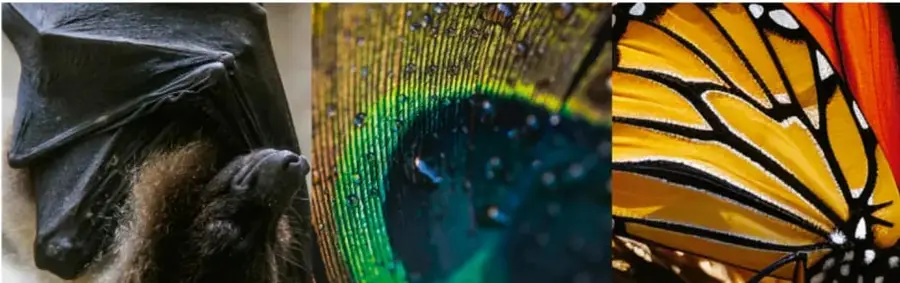 Fotografía compuesta de tres imágenes: ala plegada de un murciélago, primer plano del ojo con plumas de un ave y ala naranja con nervaduras negras de una mariposa monarca.