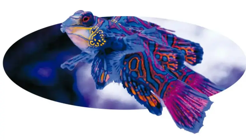 Pez dragón con aletas de colores azul, rojo y naranja con patrones, nadando en aguas oscuras.