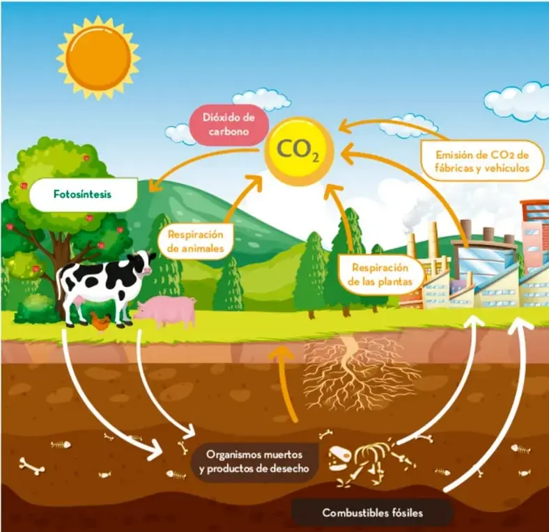 Infografía del ciclo del nitrógeno: sol, nube de dióxido de carbono, árbol, vaca y cerdo, fábrica con emisión de CO₂, suelo con raíces, organismos muertos y productos de desecho, y combustibles fósiles. Flechas muestran fotosíntesis, respiración de animales y de plantas, y el retorno del nitrógeno al suelo.
