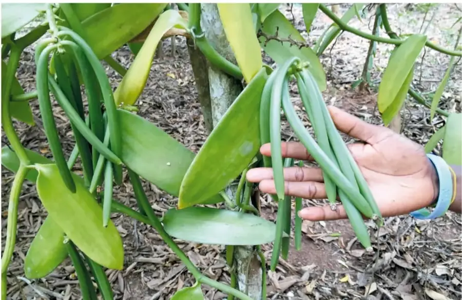 Flor de vainilla de pétalos verde amarillentos con centro blanquecino, sobre hojas de la planta.