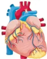 Ilustración del corazón humano con sus cavidades y grandes vasos.
