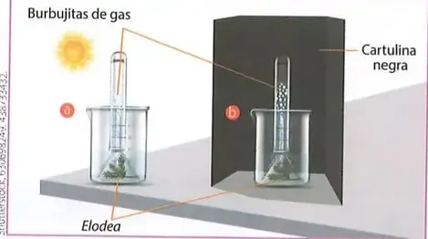 Figura 1 de Ciencias Naturales 8° · Egb 8 Ciencias Naturales 2025 · 2025