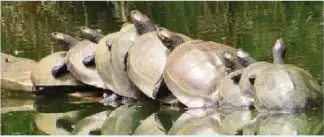 Tortugas charapas en un ambiente acuático de la Amazonía.