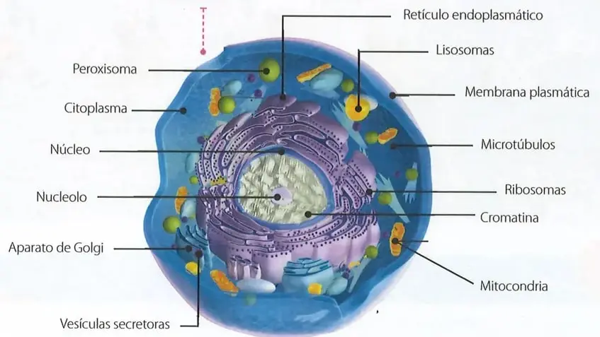 Figura 3 de Ciencias Naturales 9° · 2025