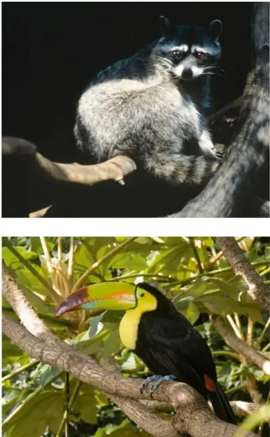 Arriba: mapache encaramado en un tronco de noche, mirando a la cámara. Abajo: tucán con pico amarillo y negro posado en una rama entre hojas.