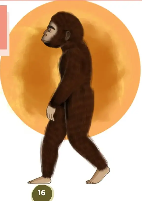 Ilustración de Homo erectus en posición erguida caminando, sobre fondo circular naranja.
