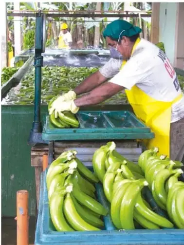 Fotografía de un trabajador con cubrebocas, cofia y guantes manipulando plátanos verdes sobre una superficie metálica, dentro de una planta procesadora.
