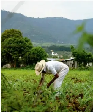 Fotografía de una persona trabajando la tierra en un campo con cultivos, rodeada de árboles y montañas al fondo.