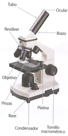 Figura 1 de Ciencias Naturales 8° · Egb 8 Ciencias Naturales 2025 · 2025