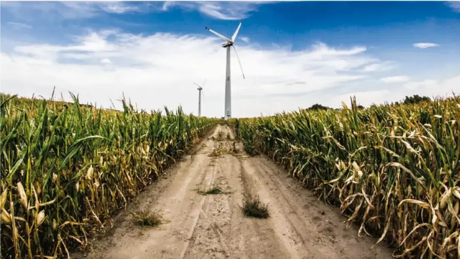 Camino de tierra que atraviesa parcelas de maíz; al fondo se observan molinos de viento (turbinas eólicas) bajo un cielo azul, ilustrando tecnologías aplicadas al sector agrícola y energético.