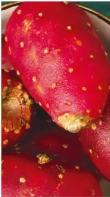 Fotografía de tunas rojas con pequeñas espinas amarillas, una de ellas pelada.