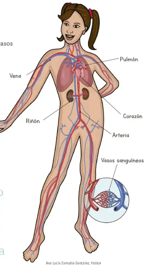 Ilustración de una niña con el sistema circulatorio visible: pulmón, corazón, riñón, vena, arteria y detalle ampliado de vasos sanguíneos (capilares).
