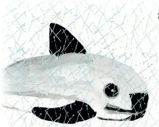 Ilustración en acuarela de una vaquita marina detrás de una red de pesca extendida sobre ella.