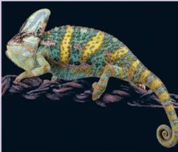 Camaleón sobre una rama, ilustración de la adivinanza.