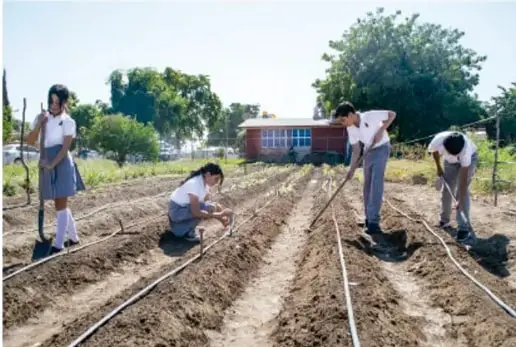 Fotografía de estudiantes trabajando en una parcela agrícola escolar, preparando surcos con mangueras de riego, posiblemente ilustrando una comisión escolar en acción.