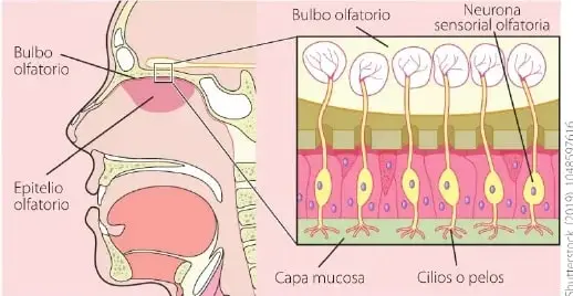 Recuadro de interdisciplinariedad sobre las feromonas y su relación con las señales químicas entre personas.